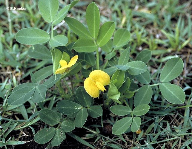 Arachis hypogea
